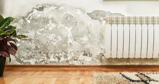 Các tác hại của tường nhà bị thấm nước